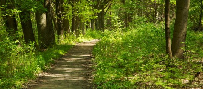 walking_meditation_practice_mindfulness-Mindful-happiness